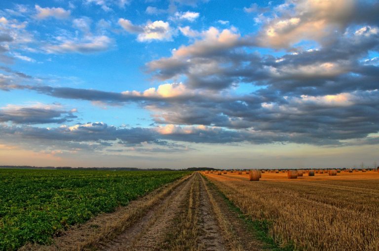 Conoce los posibles efectos del Fenómeno La Niña en la agricultura nacional