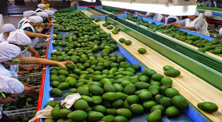 Perú: entérate cómo hacer sostenible la producción del cultivo de palta