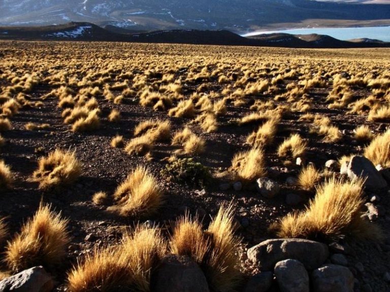 Investigadores peruanos fabrican paneles de fibrocemento a partir de plantas endémicas