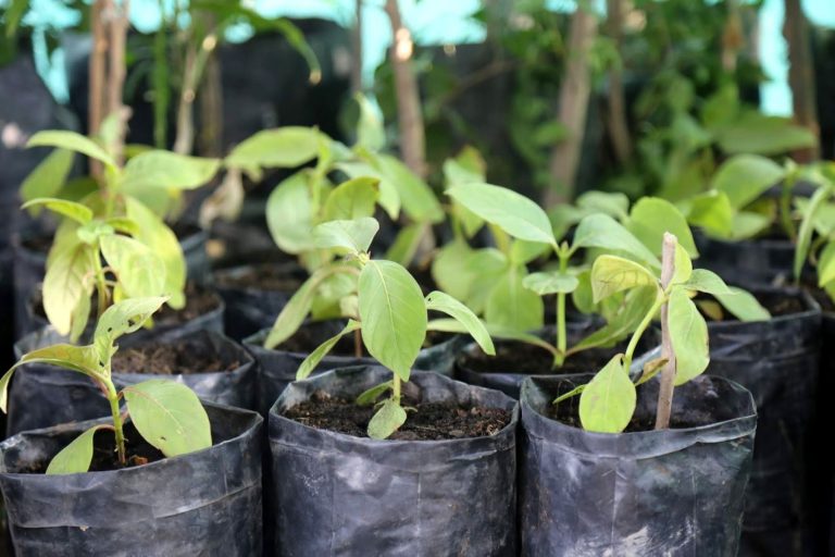 Piura producirá plantones de quina y aliso este año