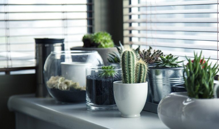 Conoce las 5 plantas que disminuyen el estrés