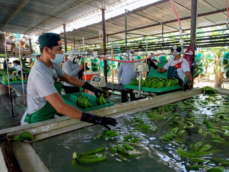 APPBOSA aplicará innovaciones tecnológicas para mejorar competitividad del banano orgánico