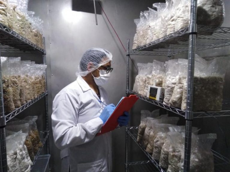 Impulsan uso de energía solar para la producción de semillas de hongos comestibles de alta calidad Impulsan uso de energía solar para la producción de semillas de hongos comestibles de alta calidad