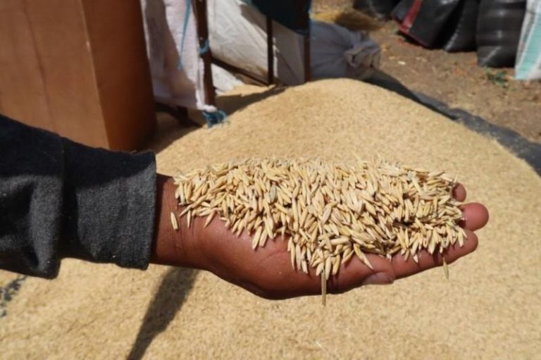 Perú tiene potencial para convertirse en proveedor de semillas de calidad para la agricultura