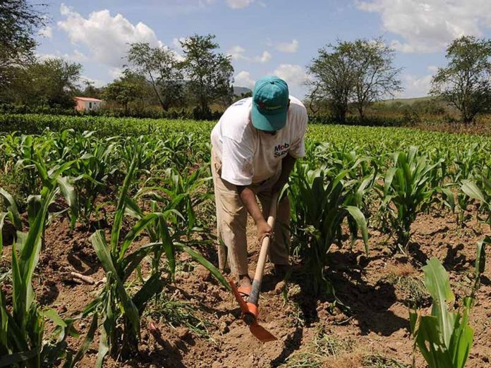 Impulsan siembra y cosecha de agua a favor de los agricultores de Piura