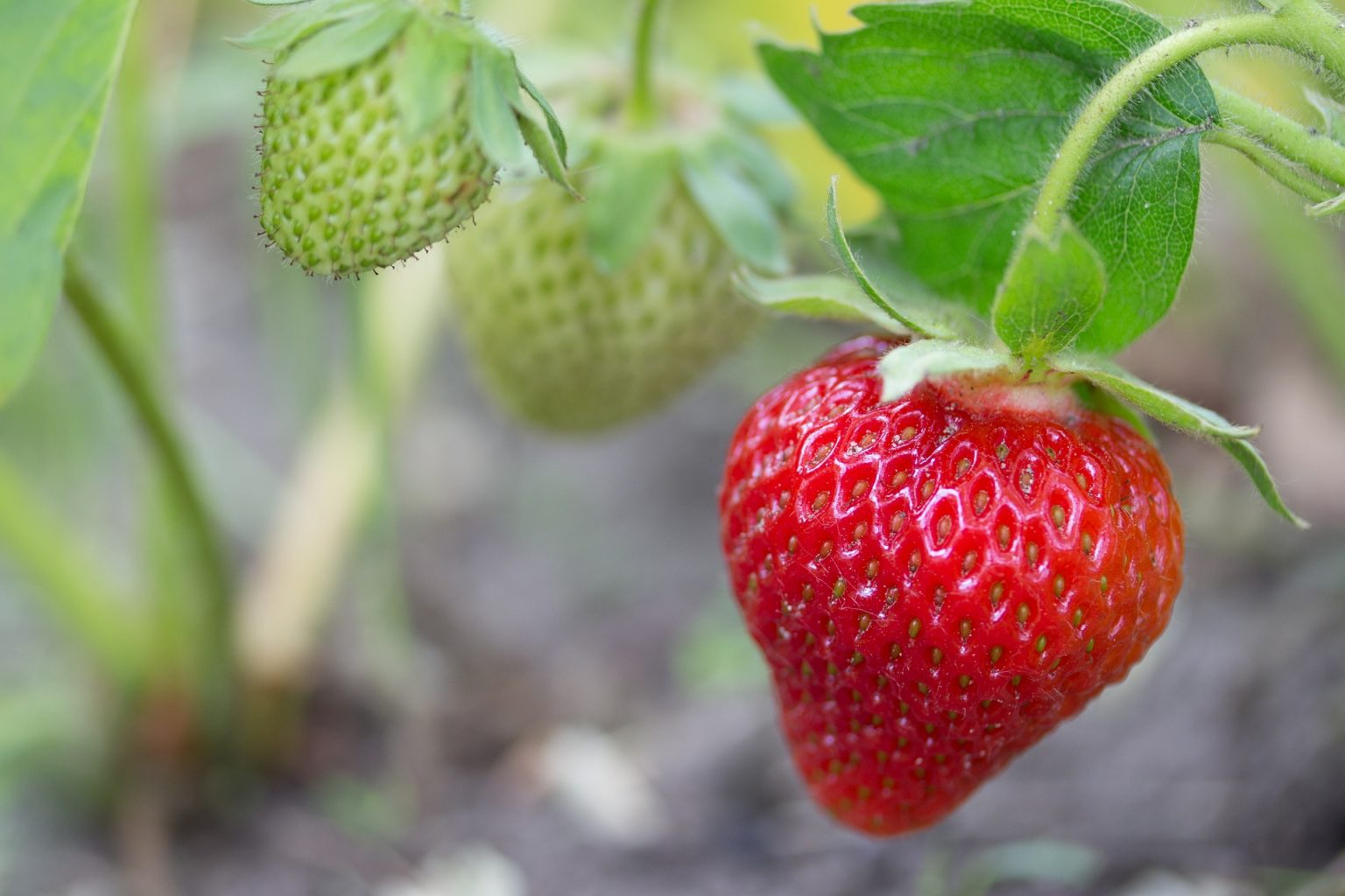 Desarrollan robots para cosecha de fresas