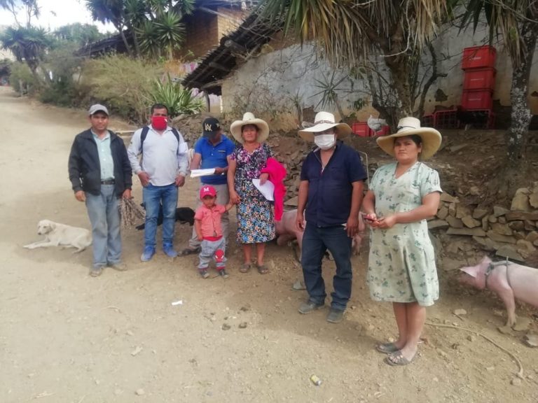 Impulsan ganadería sostenible en Pacaipampa
