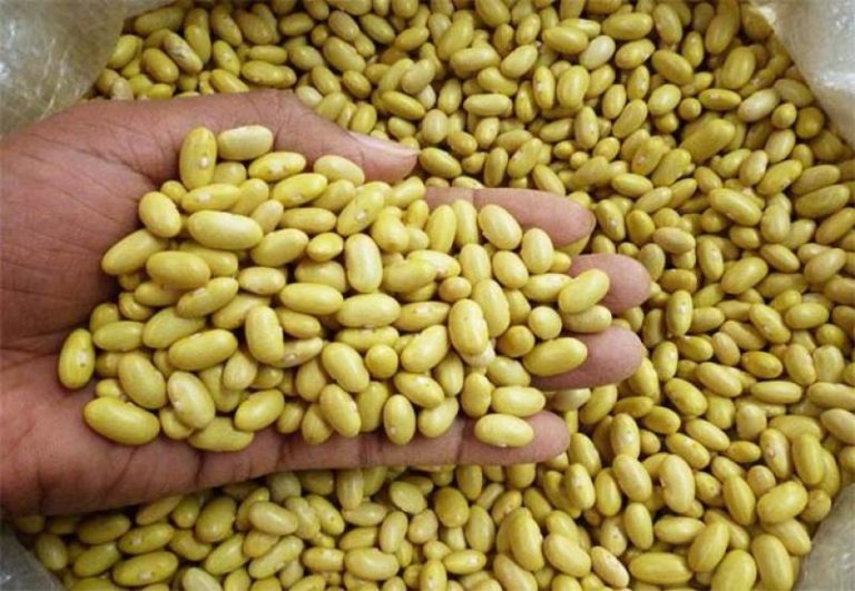 Exportaciones de frijol canario crecen en un extraordinario 1,100%