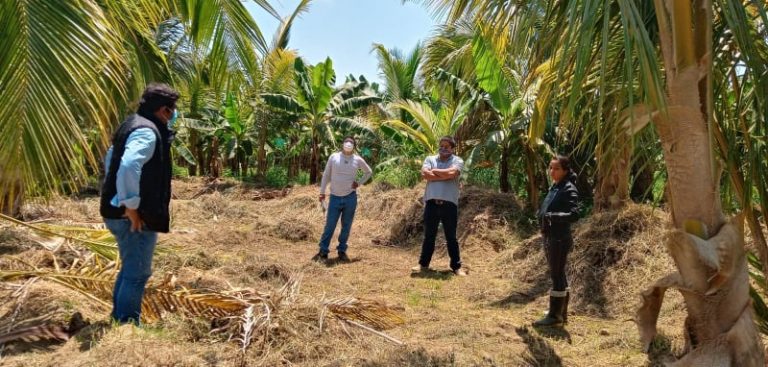 Conforman comité fitosanitario contra las plagas de cultivos en Sullana