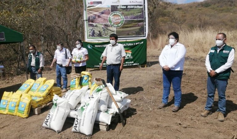 Lanzan campaña de siembra para beneficiar a 3000 familias ganaderas piuranas