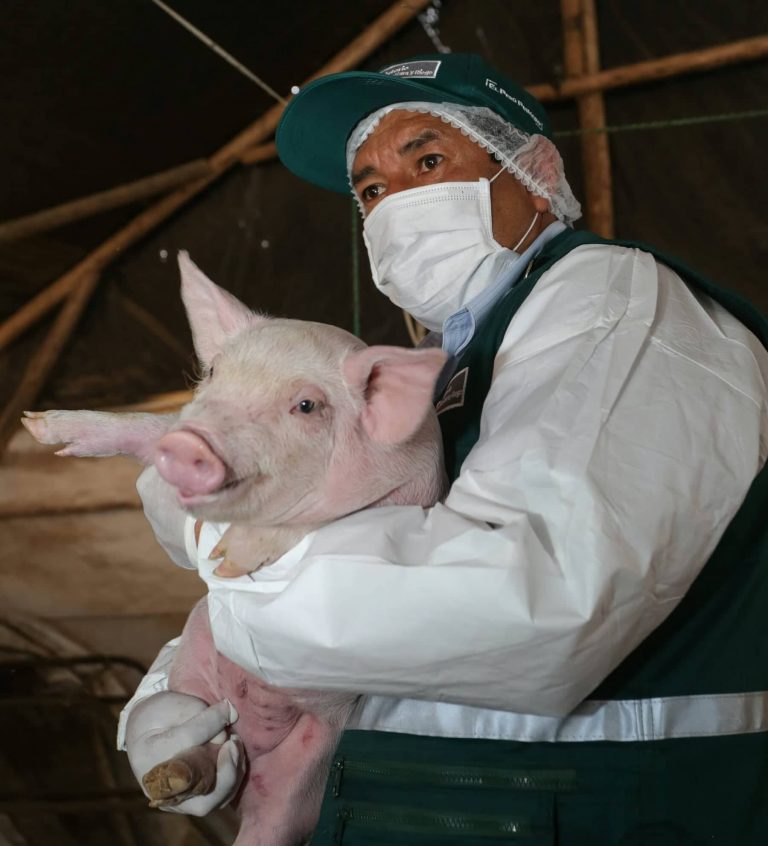 Perú busca declarar zonas libres de peste porcina clásica