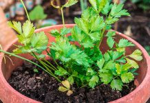 Cómo sembrar culantro en casa: guía práctica