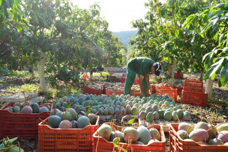 Producción de mango piurano sufre una caída histórica del 80% en 2024