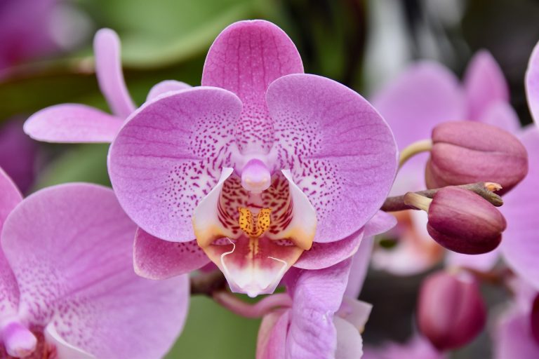 Perú cuenta con más de 3.000 especies de orquídeas