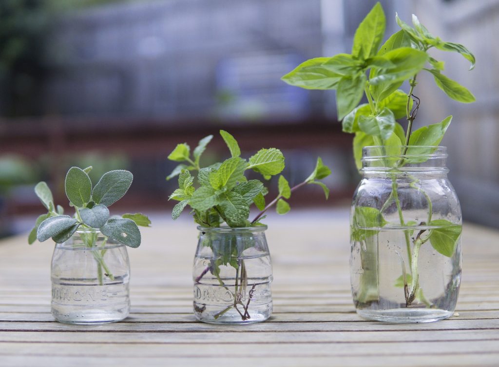 Conoce las 5 plantas que promueven energía positiva en tu hogar