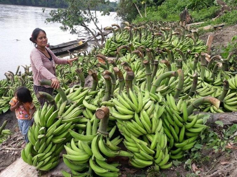 Ejecutan proyectos agrarios a favor del Perú en el contexto COVID-19