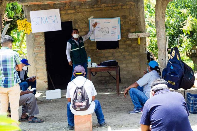 Productores de Piura se organizan para la erradicación de las Moscas de la fruta