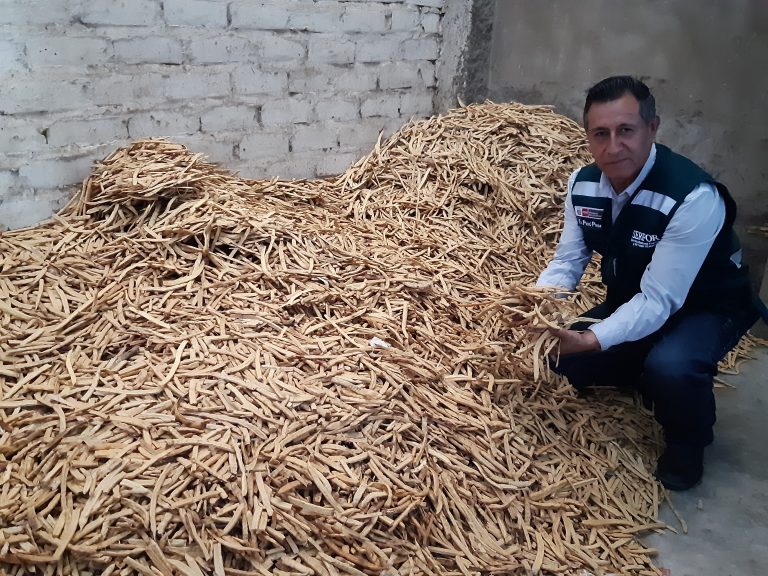 Minagri considera a la algarroba como fruto emblemático del bosque
