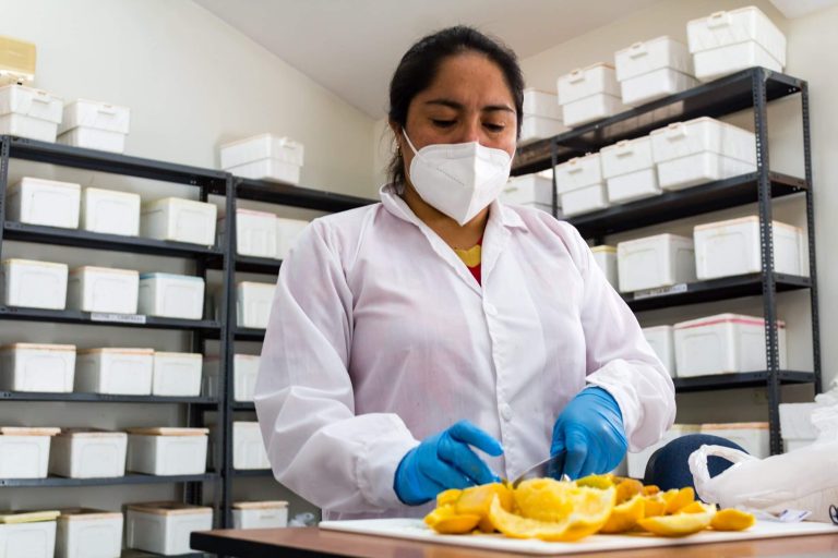 Implementan laboratorios para erradicación de mosca de la fruta en Piura