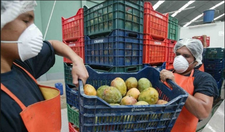 Productores unen esfuerzos para erradicar moscas de la fruta