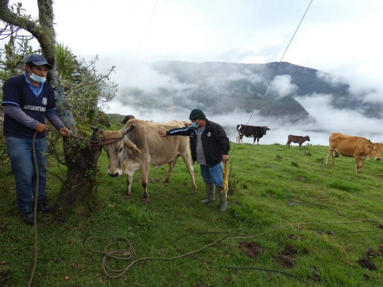 Más de 10 mil productores pecuarios piuranos se benefician con proyecto ganadero Más de 10 mil productores pecuarios piuranos se benefician con proyecto ganadero
