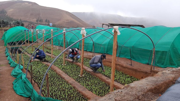 Generan 25 mil jornales de trabajo a través del proyecto de Reforestación en la Meseta Andina