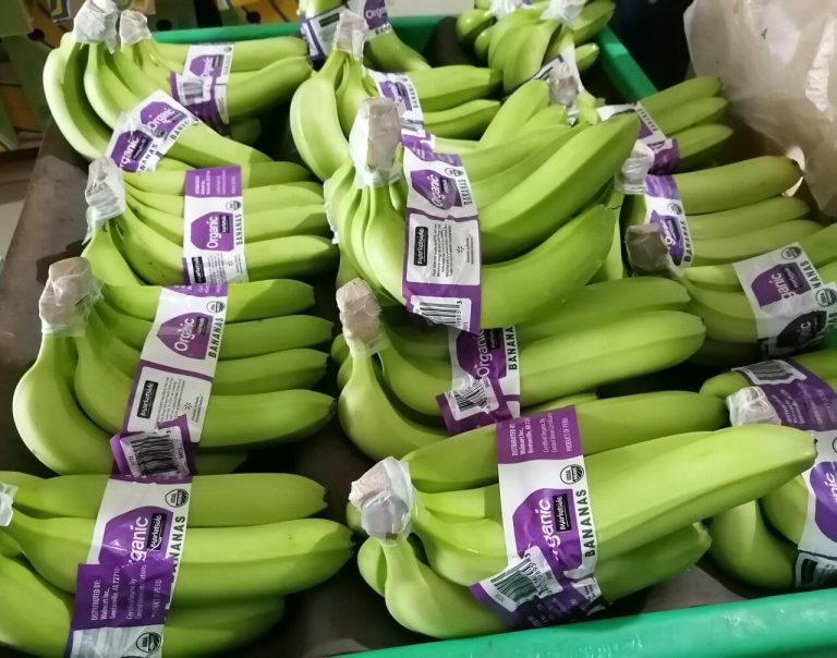 Producción de banano y limón piurano han logrado mantenerse
