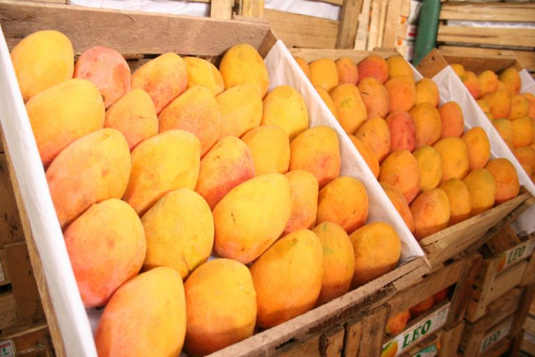 Producción de mango piurano se incrementará en 40% este 2021