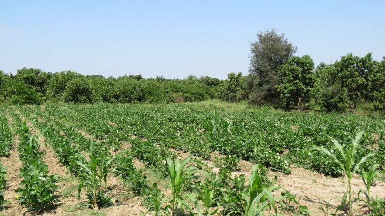 Apostarán por la intangibilidad del Valle de San Lorenzo y el bosque seco de Tambogrande
