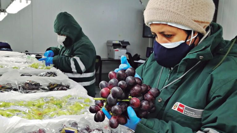 Producción de uva piurana superó volúmenes de exportación durante campaña 2020-2021