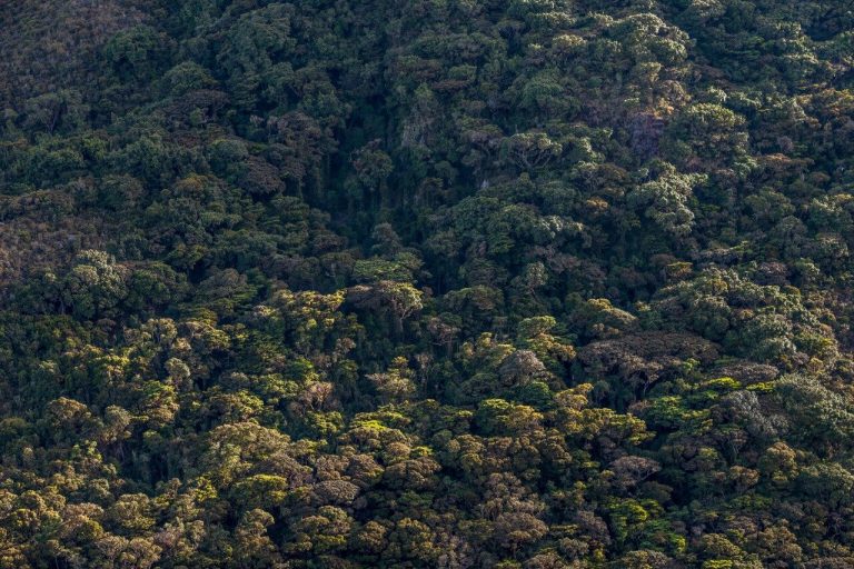 Pacaipampa: Reforestan nacientes de agua con práctica ancestral