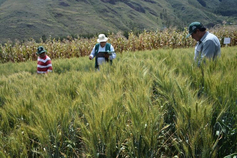 Presentan nuevo trigo con alta calidad genética que mejorará actividad panificadora