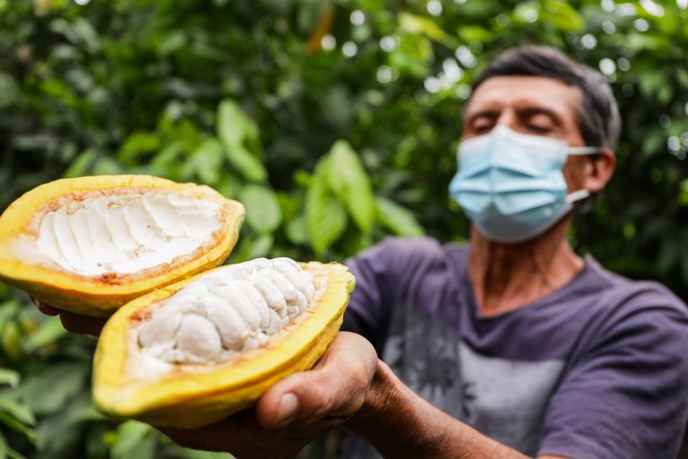 GORE promueve el uso de caldos sulfocálcicos para prevenir plagas en plantaciones de cacao
