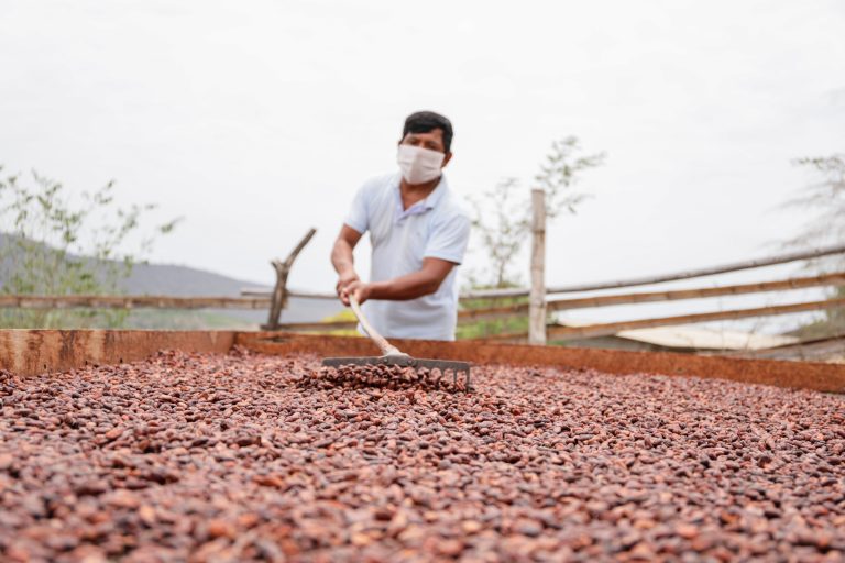 Déficit mundial de cacao superará los 462 mil toneladas métricas