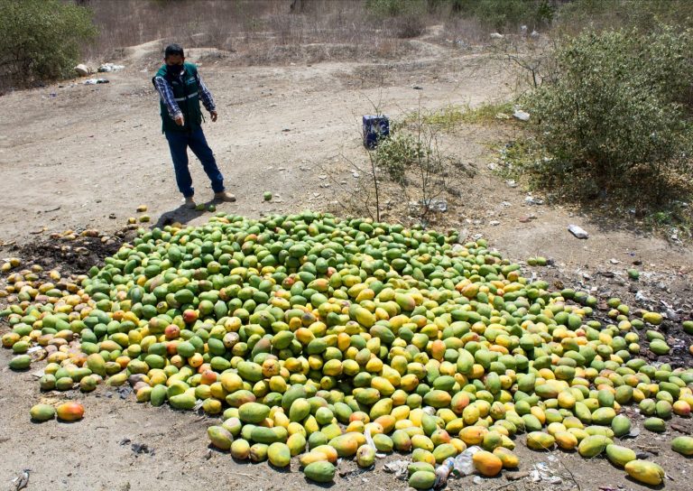 Piura: Intensifican acciones sanitarias para reducir plaga ‘moscas de la fruta’