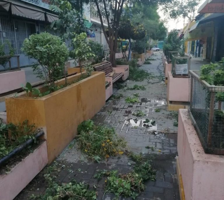 Realizan mantenimiento de áreas verdes en pasaje Enrique Palacios Realizan mantenimiento de áreas verdes en pasaje Enrique Palacios