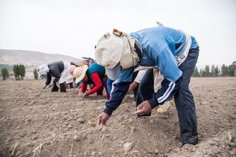 Agrobanco firma acuerdos con 770 organizaciones del agro para facilitar créditos
