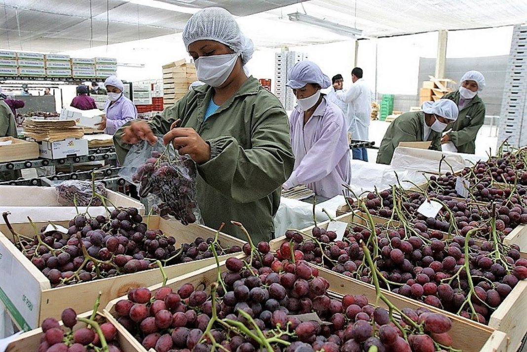 Productores de Piura se preparan para exportar uva