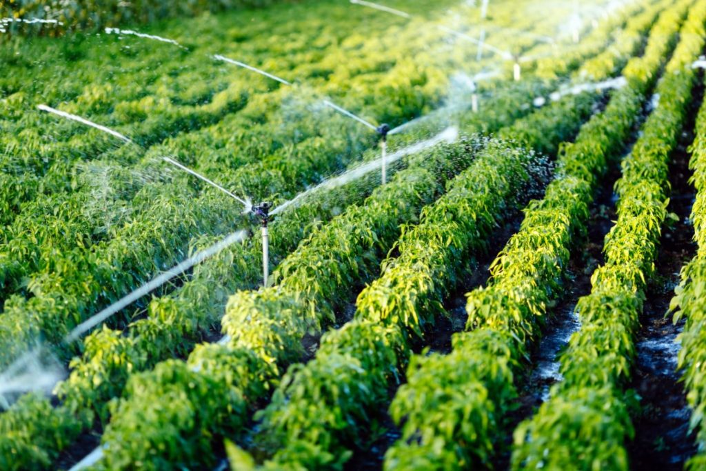 agricultura