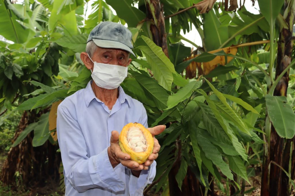 Productores de Cacao