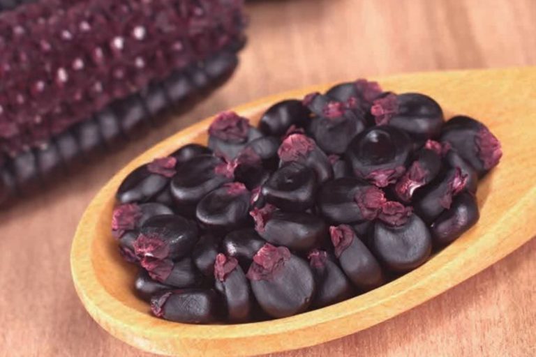 El maíz morado es convertido en filtrante por investigadores peruanos El maíz morado es convertido en filtrante por investigadores peruanos
