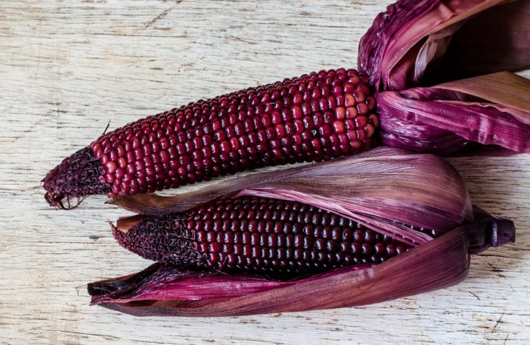 Desarrollan nueva variedad de maíz morado rica en antioxidantes Desarrollan nueva variedad de maíz morado rica en antioxidantes