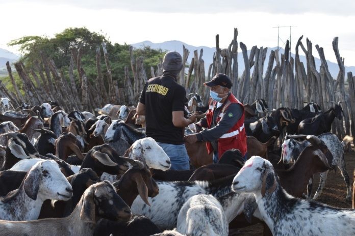 Vacuna a más de 28 mil cabezas de ganado en Piura
