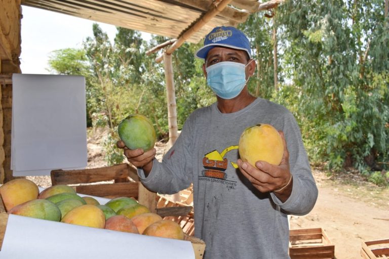 Productores de Piura exportaron más de 195 mil toneladas de mango en campaña 2020-2021 Productores de Piura exportaron más de 195 mil toneladas de mango en campaña 2020-2021