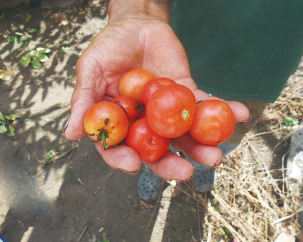 El 90% de tomates que se producen el mundo tienen su origen en el Perú