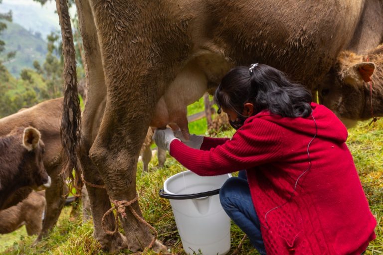 Ayudarán a fomentar un mayor consumo de leche Ayudarán a fomentar un mayor consumo de leche