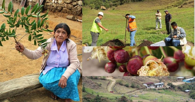 Con reforestación en la microcuenca de Pusmalca se tendrá más agua para la agricultura en Piura Con reforestación en la microcuenca de Pusmalca se tendrá más agua para la agricultura en Piura
