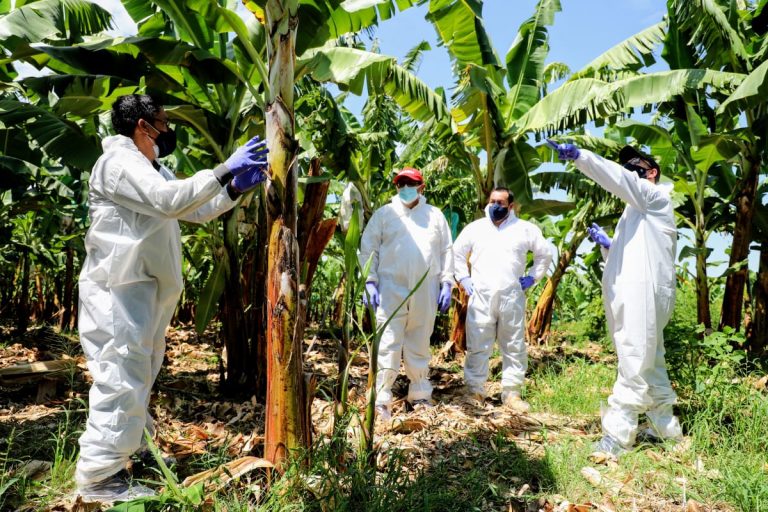 Coordinan acciones en resguardo de hectáreas de producción de banano en Piura Coordinan acciones en resguardo de hectáreas de producción de banano en Piura