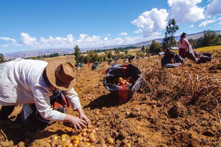 Día del Campesino: Agrobanco otorgó más de S/ 6,000 millones en créditos Día del Campesino: Agrobanco otorgó más de S/ 6,000 millones en créditos