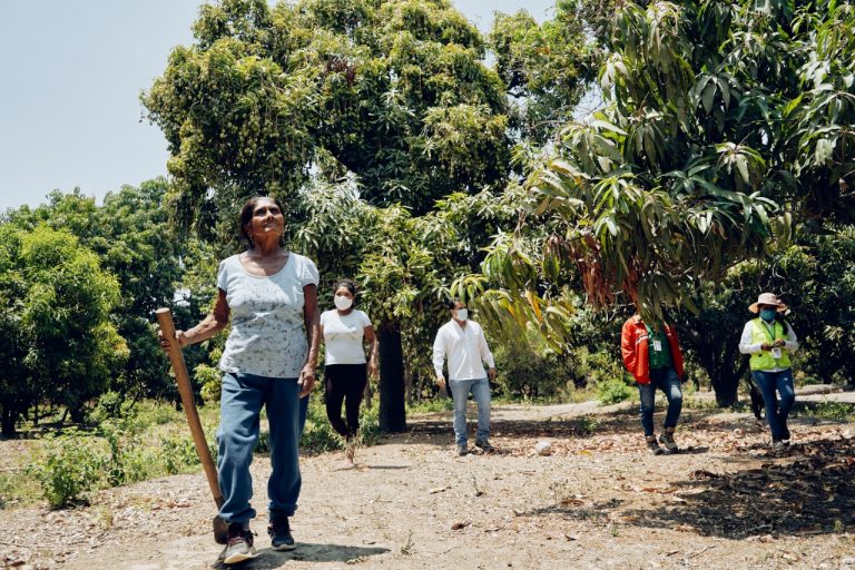 FAO destaca a startup peruana como experiencia exitosa de digitalización en la agricultura FAO destaca a startup peruana como experiencia exitosa de digitalización en la agricultura